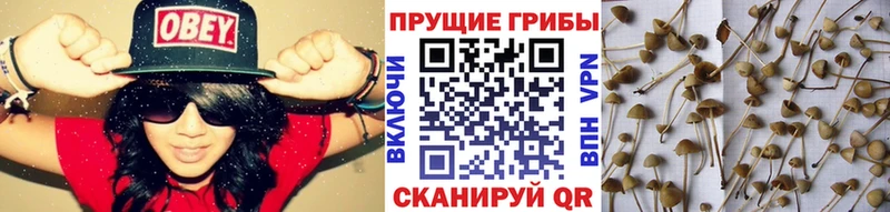 закладка  MEGA как войти  Псилоцибиновые грибы Psilocybine cubensis  Уфа 
